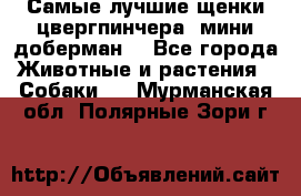 Самые лучшие щенки цвергпинчера (мини доберман) - Все города Животные и растения » Собаки   . Мурманская обл.,Полярные Зори г.